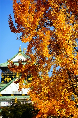 1015_大阪城_大阪