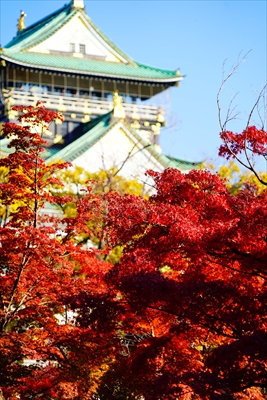 1024_大阪城_大阪