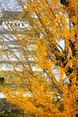 1026_姫路城_兵庫