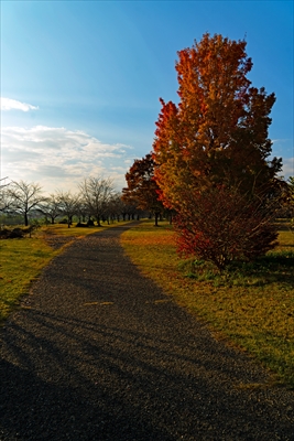 1033_西公園_山形