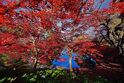 1011_弘前公園_青森