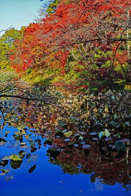 1014_弘前公園_青森