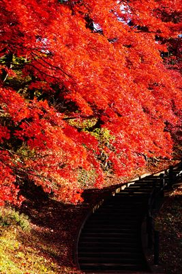 1018_弘前公園_青森