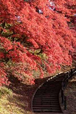 1018_弘前公園_青森