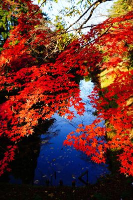 1023_弘前公園_青森