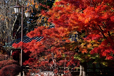 弘前公園_青森