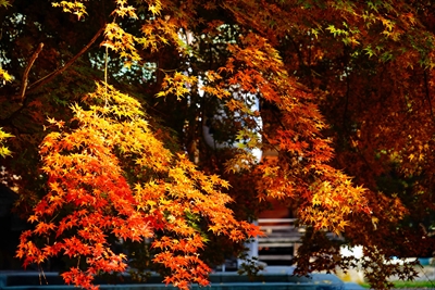 1030_青森縣護國神社_青森