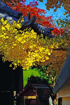 1042_杉並区永福町大円寺_東京