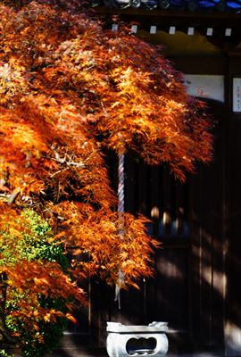 1044_杉並区大宮八幡宮_東京