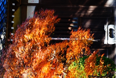 1044_杉並区大宮八幡宮_東京