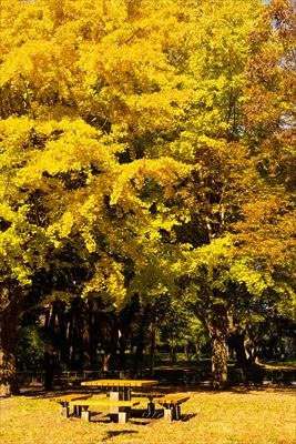 1047_杉並区都立和田掘公園_東京