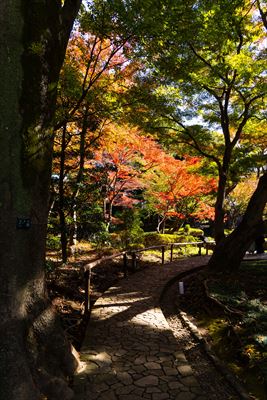 1050_杉並区太田黒公園_東京