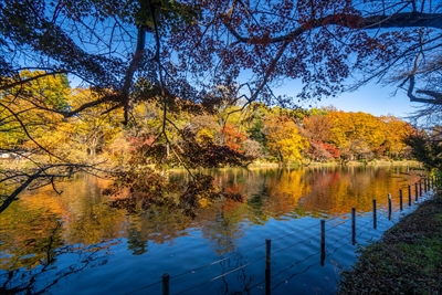 1058_杉並区井の頭恩賜公園_東京