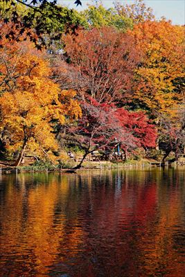 1059_杉並区井の頭恩賜公園_東京