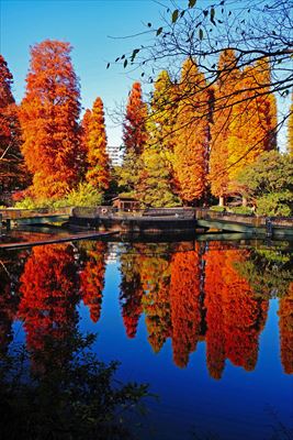 杉並区井の頭恩賜公園_東京