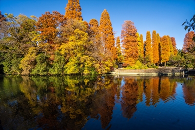 1062_杉並区井の頭恩賜公園_東京