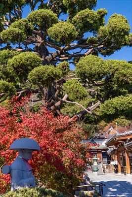 1123_神戸市須磨寺_兵庫