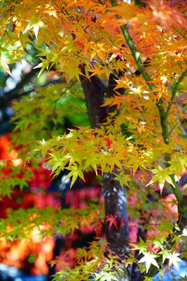 神戸市須磨寺_兵庫