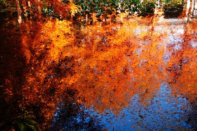 1140_神戸市須磨離宮公園_兵庫