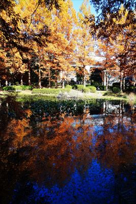 1141_神戸市須磨離宮公園_兵庫