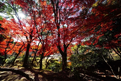 1144_神戸市須磨離宮公園_兵庫