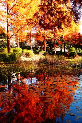 1148_神戸市須磨離宮公園_兵庫