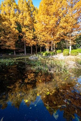 1150_神戸市須磨離宮公園_兵庫