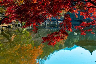 1154_奈良公園鷺池_奈良