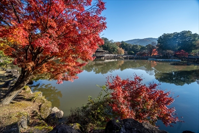 1156_奈良公園鷺池_奈良