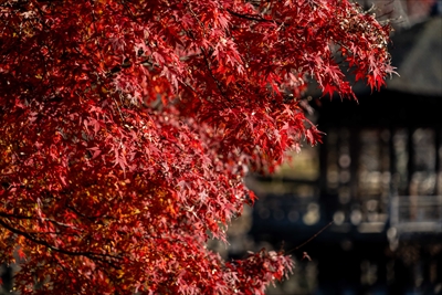 奈良公園鷺池_奈良