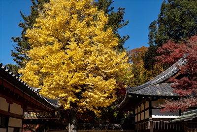 手向山八幡宮_奈良