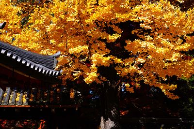1182_手向山八幡宮_奈良