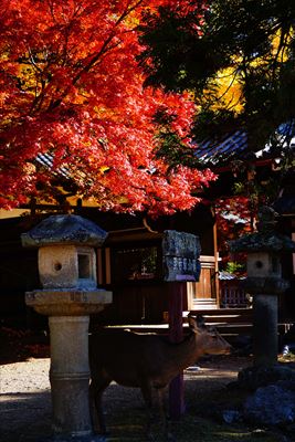 1185_手向山八幡宮_奈良