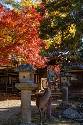 1187_手向山八幡宮_奈良