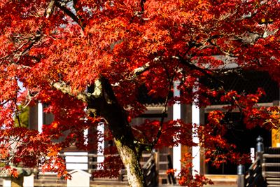 1188_東大寺法華堂_奈良