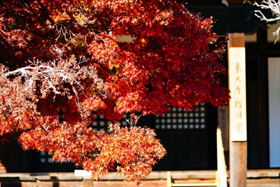 1201_東大寺指図堂_奈良