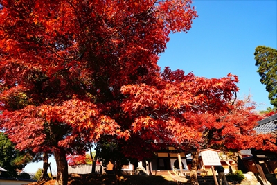 1202_東大寺指図堂_奈良