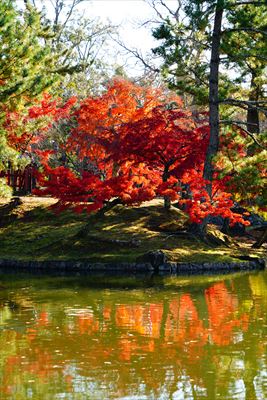 1208_東大寺鏡池_奈良