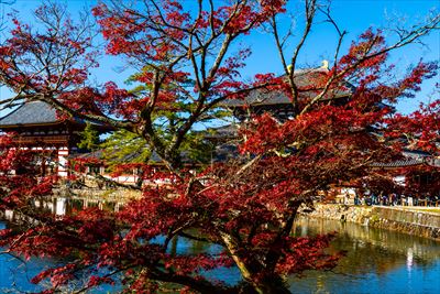 1215_東大寺大仏殿_奈良