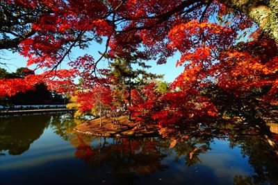 1210_東大寺鏡池_奈良