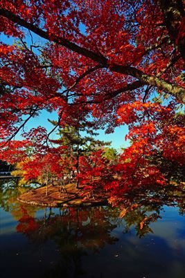 1211_東大寺鏡池_奈良