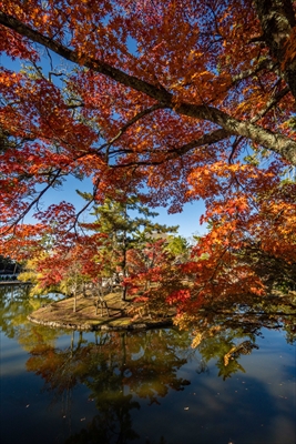 1211_東大寺鏡池_奈良