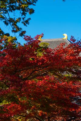 東大寺大仏殿_奈良