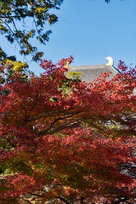 東大寺大仏殿_奈良