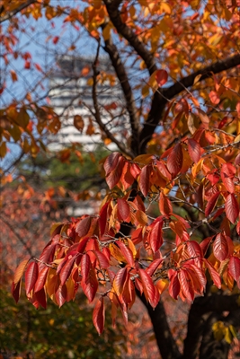 1237_北九州市小倉城_福岡