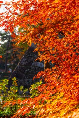 1239_北九州市小倉城_福岡