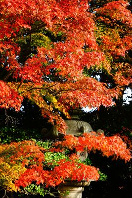 1222_下関市長府庭園_山口