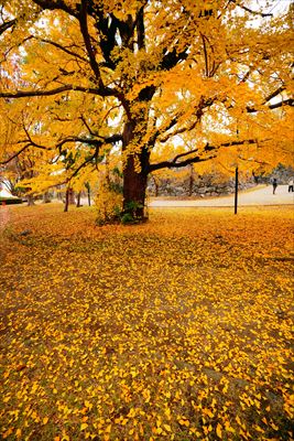 1261_舞鶴公園_福岡