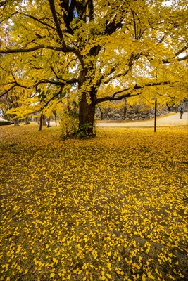 1261_舞鶴公園_福岡