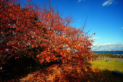 1263_西公園_福岡